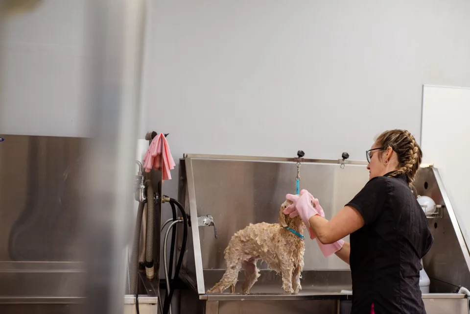 Hình ảnh tại Phòng Khám Thú Y Good Pet 3