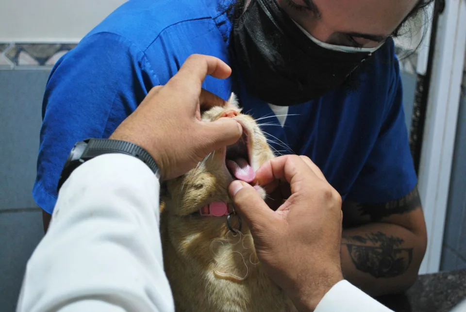 Hình ảnh tại Phòng Khám Thú Y Good Pet 4