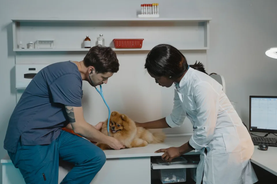 Tại Phòng Khám Thú Y Good Pet